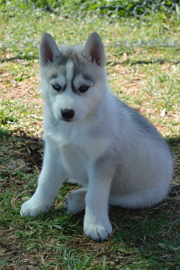 Puppy & Obedience Training